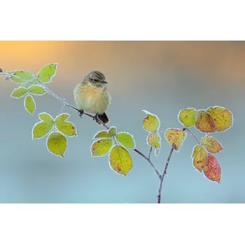 Plakát Plakát, Obraz - Winter colors, Andres Miguel Dominguez