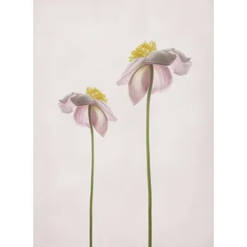 Plakát Plakát, Obraz - A summer memory, Lotte Grønkjær