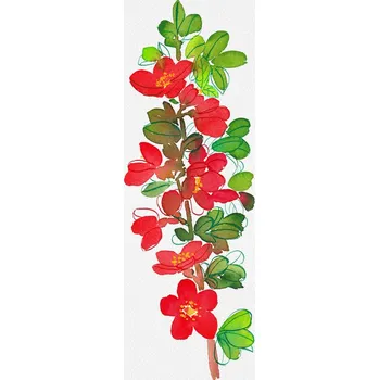 Plakát Plakát, Obraz - Japanese quince or Chaenomeles japonica botanical painting, Kata Botanical