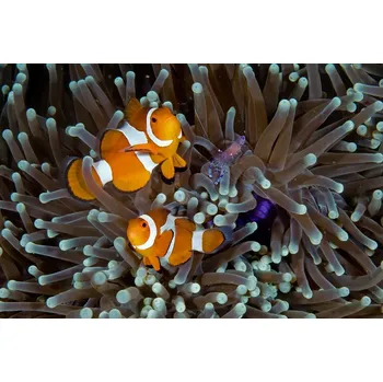 Plakát Plakát, Obraz - Fun at the Anemone, Ilan Ben Tov