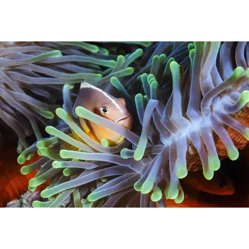 Plakát Plakát, Obraz - Clownfish, Barathieu Gabriel