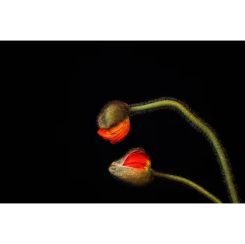 Plakát Plakát, Obraz - Tango Argentino, Holger Droste