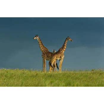 Plakát Plakát, Obraz - Between the Two, Massimo Mei