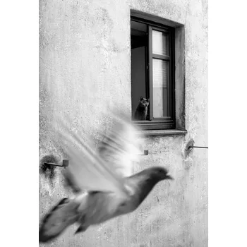 Plakát Plakát, Obraz - Mission impossible II, Alex Lo