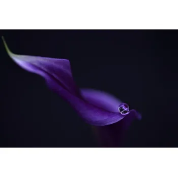 Plakát Plakát, Obraz - Kala`s pearl lll, Heidi Westum