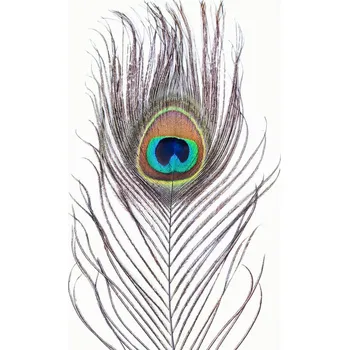 Plakát Plakát, Obraz - Peacock feather, Sisi & Seb