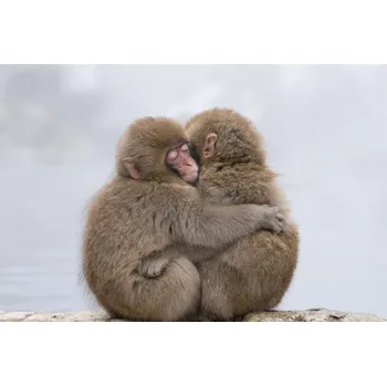 Plakát Plakát, Obraz - Forever Friends, Takeshi Marumoto