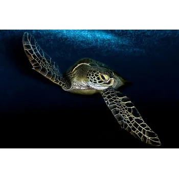 Plakát Plakát, Obraz - Into the deep blue sea, Serge Melesan