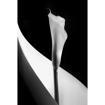Plakát Plakát, Obraz - Calla lily, Stephen Clough