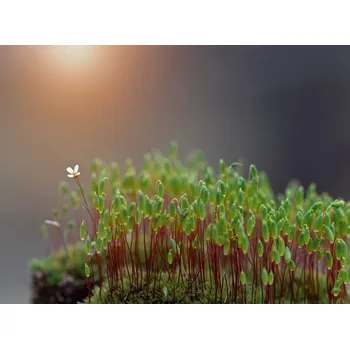 Plakát Plakát, Obraz - Say hello to spring, Dimitar	Lazarov