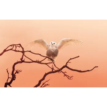 Plakát Plakát, Obraz - Morning greeting, Qing Zhao