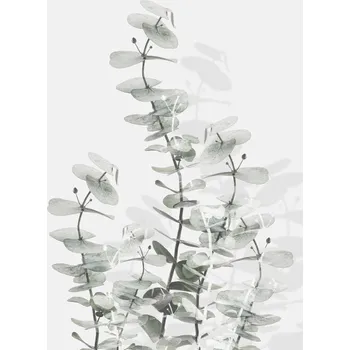 Plakát Plakát, Obraz - Eucalyptus Creative 15, Studio Collection
