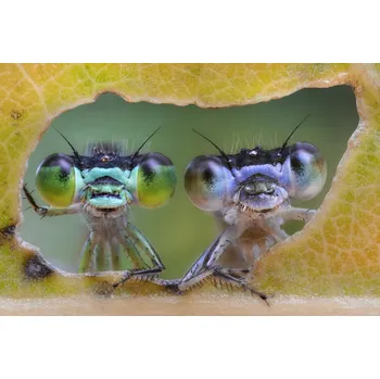 Plakát Plakát, Obraz - Two nice faces, Alberto Ghizzi Panizza