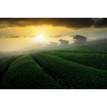 Plakát Plakát, Obraz - misty sunrise in tea garden, NingYun Ye