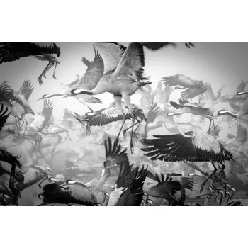 Plakát Plakát, Obraz - Chaos, Ido Meirovich