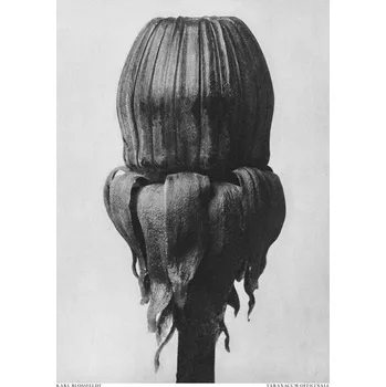 Plakát Plakát, Obraz - Taraxacum Officinale, Studio Collection