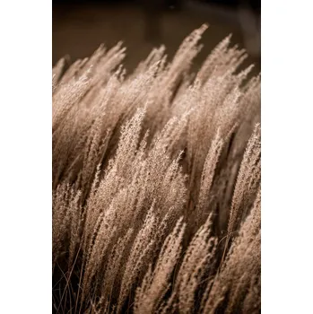 Plakát Plakát, Obraz - Grass 16, Mareike Böhmer