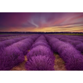 Plakát Plakát, Obraz - Lavender field, Nikki Georgieva V