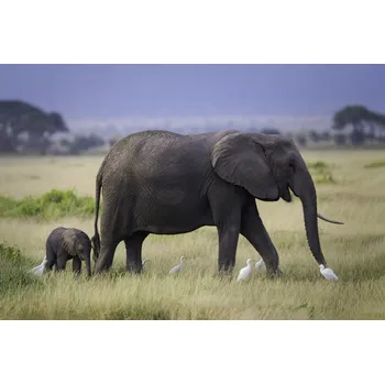 Plakát Plakát, Obraz - Life, Young Feng