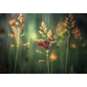 Plakát Plakát, Obraz - Last Light, Florentin Vinogradof