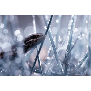 Plakát Plakát, Obraz - Still see you, Fabien BRAVIN