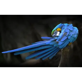 Plakát Plakát, Obraz - Blue parrot, Abbas Ali Amir