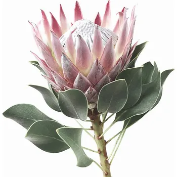 Plakát Plakát, Obraz - King Protea, Sisi & Seb