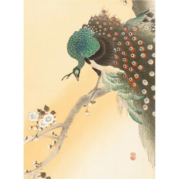Plakát Plakát, Obraz - Peacock & Cherry Blossom, Ohara Koson