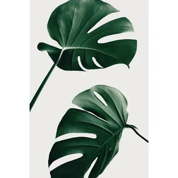 Plakát Plakát, Obraz - Monstera Natural 46, Studio Collection