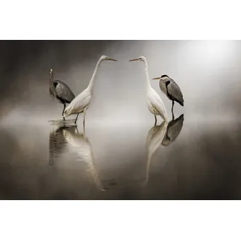 Plakát Plakát, Obraz - Challenges In the Snow, Alberto Ghizzi Panizza