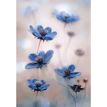 Plakát Plakát, Obraz - Cosmos blue, Mandy Disher