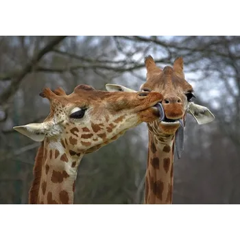 Plakát Plakát, Obraz - Happy Valentine, Michel Romaggi