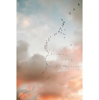 Plakát Plakát, Obraz - Birds of Paradise, Raisa Zwart