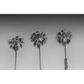 Plakát Plakát, Obraz - Minimalistic Palm Trees, Melanie Viola
