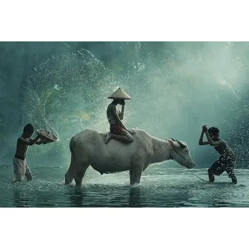 Plakát Plakát, Obraz - Water Buffalo, Vichaya