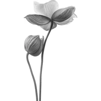 Plakát Plakát, Obraz - A little touch - monochrome, Lotte Gronkjar