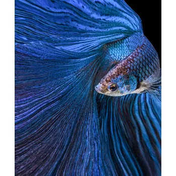 Plakát Plakát, Obraz - Blue Moon, Andi Halil