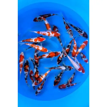 Krmivo pro rybičky HQ Tateshita Showa ... JK 24KBY01