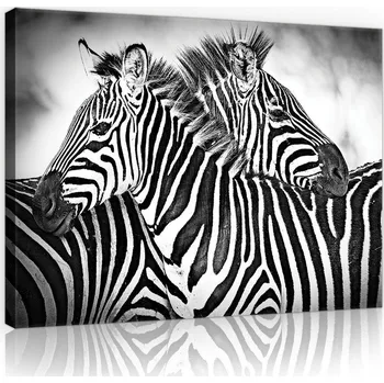 Obraz Postershop Obraz na plátne: Zebry (3) - 75x100 cm