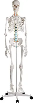 anatomický model Erler-Zimmer 2960 kostra člověka Oskar