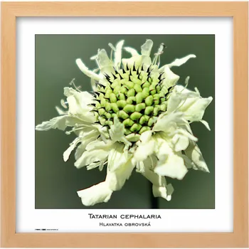 Rám na obraz Tradag Rámeček Natura přírodní 30x30