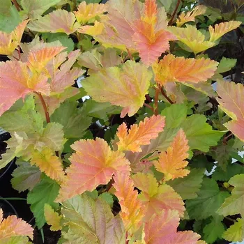 Sazenice Physocarpus opulifolius Magic Ball 30/40 cm