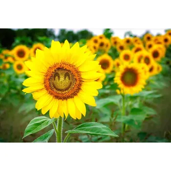 Plakát Plakát, Obraz - Comical Sunflower, Joe Regan