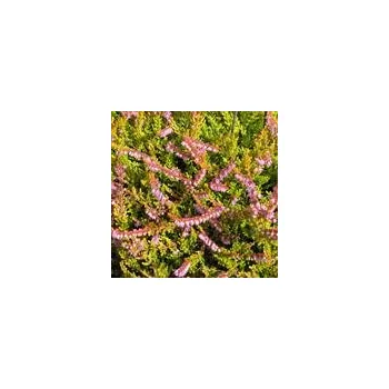 Sazenice Calluna vulgaris Golden Prague 8/10 cm