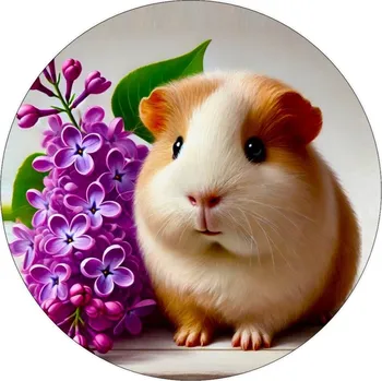 Jedlá dekorace na dort Jedlý papír morče