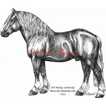Samolepka chladnokrevník Markýz, kůň, koně c643 - Malá - přibližně jako pohlednice