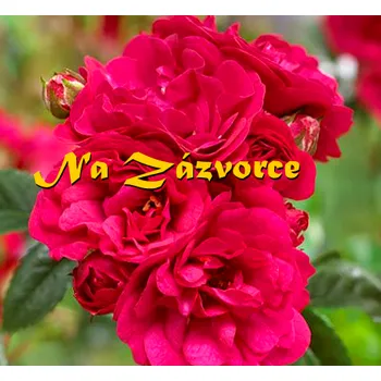 Sazenice Růže pokryvná TMAVĚ RŮŽOVÁ P9