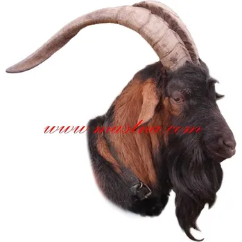 Samolepka kozel hnědý rohatý