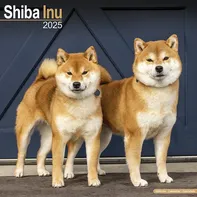 Avonside Publishing Nástěnný kalendář Shiba Inu 2025