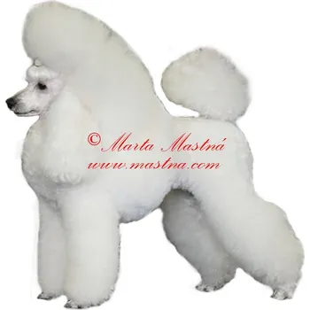 Samolepka pudl bílý 393